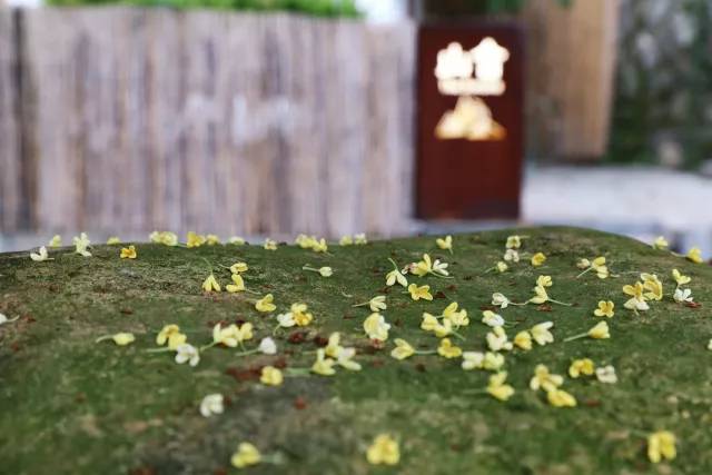 秋意正濃，與8家最美民宿一起相約杭州