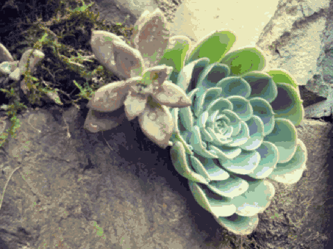 雪坑村·美客愛途，愛上美麗的客居地和旅途故事