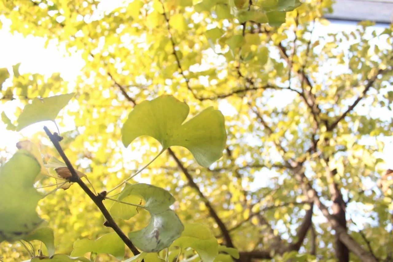 杭州·駐Hotel，在杭州最美季節(jié)體驗(yàn)藝術(shù)空間