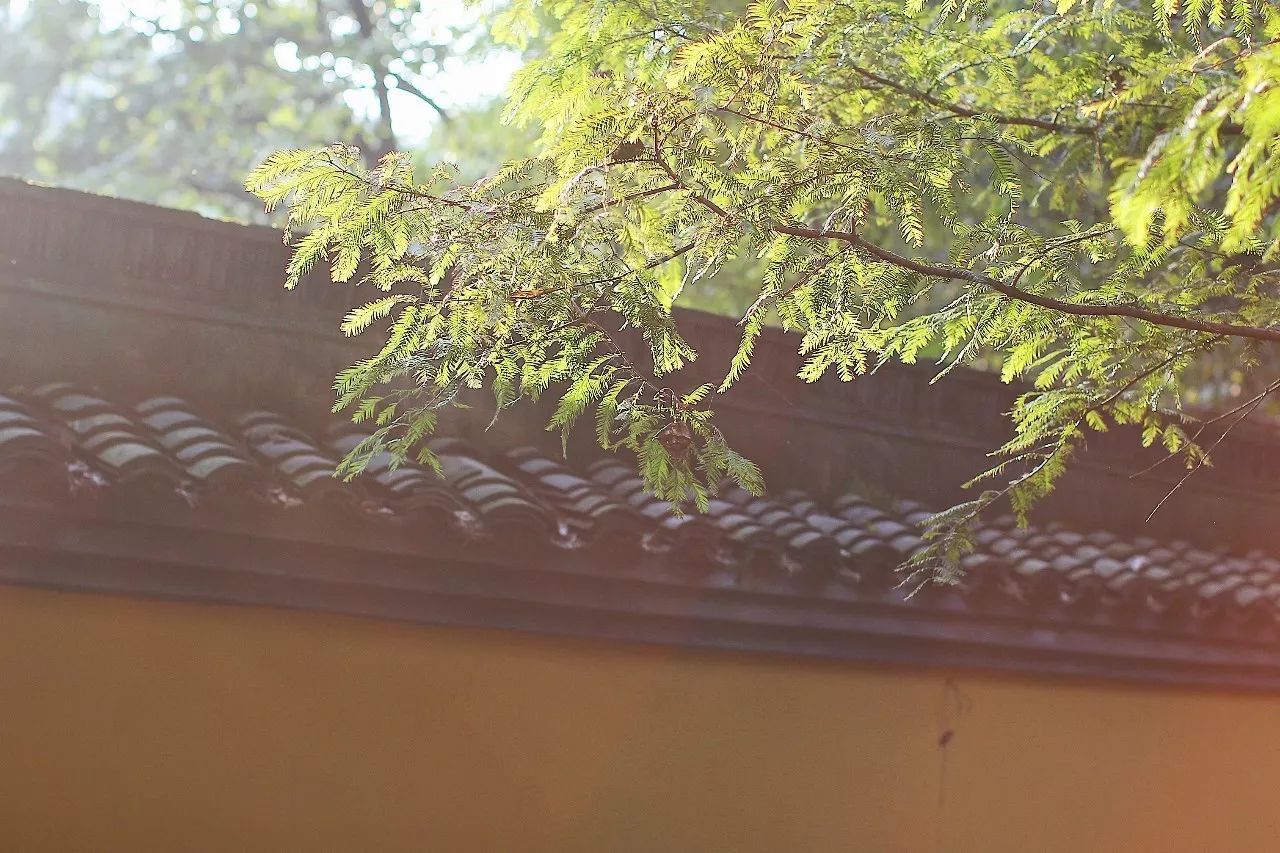 杭州·駐Hotel，在杭州最美季節(jié)體驗(yàn)藝術(shù)空間