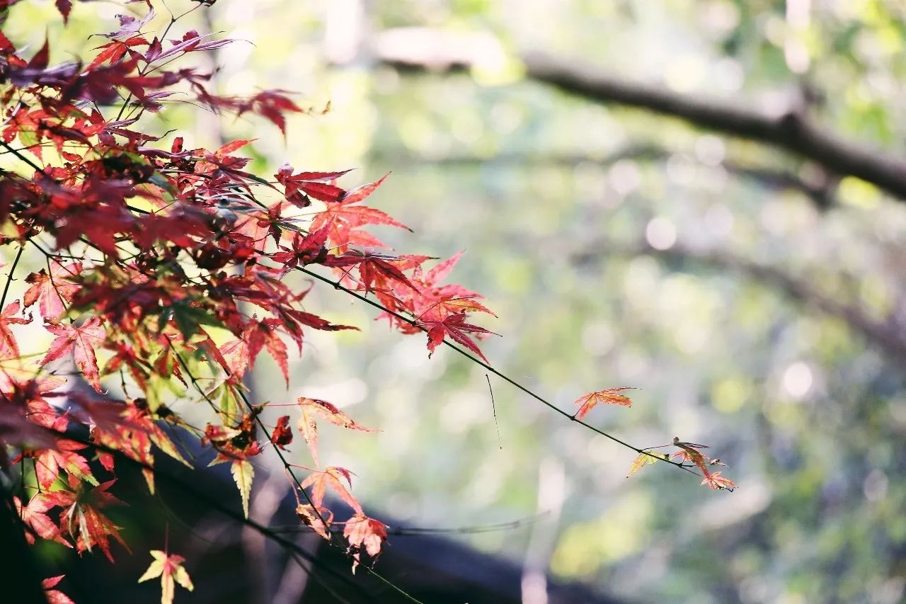 杭州·駐Hotel，在杭州最美季節(jié)體驗(yàn)藝術(shù)空間