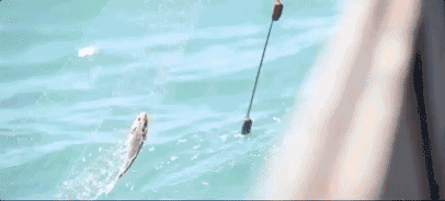 喜麟閣，廈門(mén)的餐飲江湖·風(fēng)卷云殘大浪淘沙