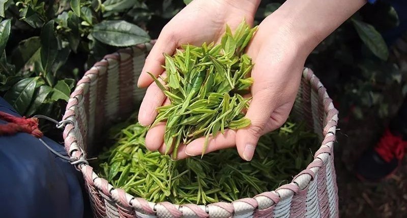 七椀居茶舍，喝西湖龍井茶感受西湖美秋季美