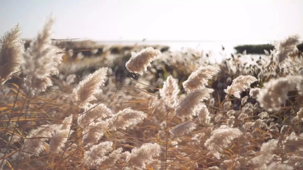 七椀居茶舍，喝西湖龍井茶感受西湖美秋季美