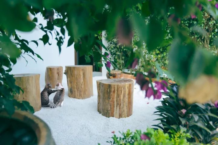 慢點藝術民宿，世間所有努力都是為了慢點