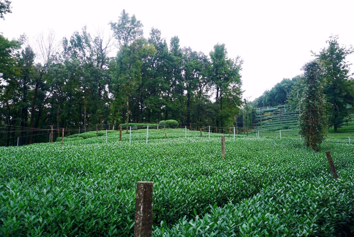 杭州·棲遲，還是那個(gè)獨(dú)一無(wú)二的黑白灰