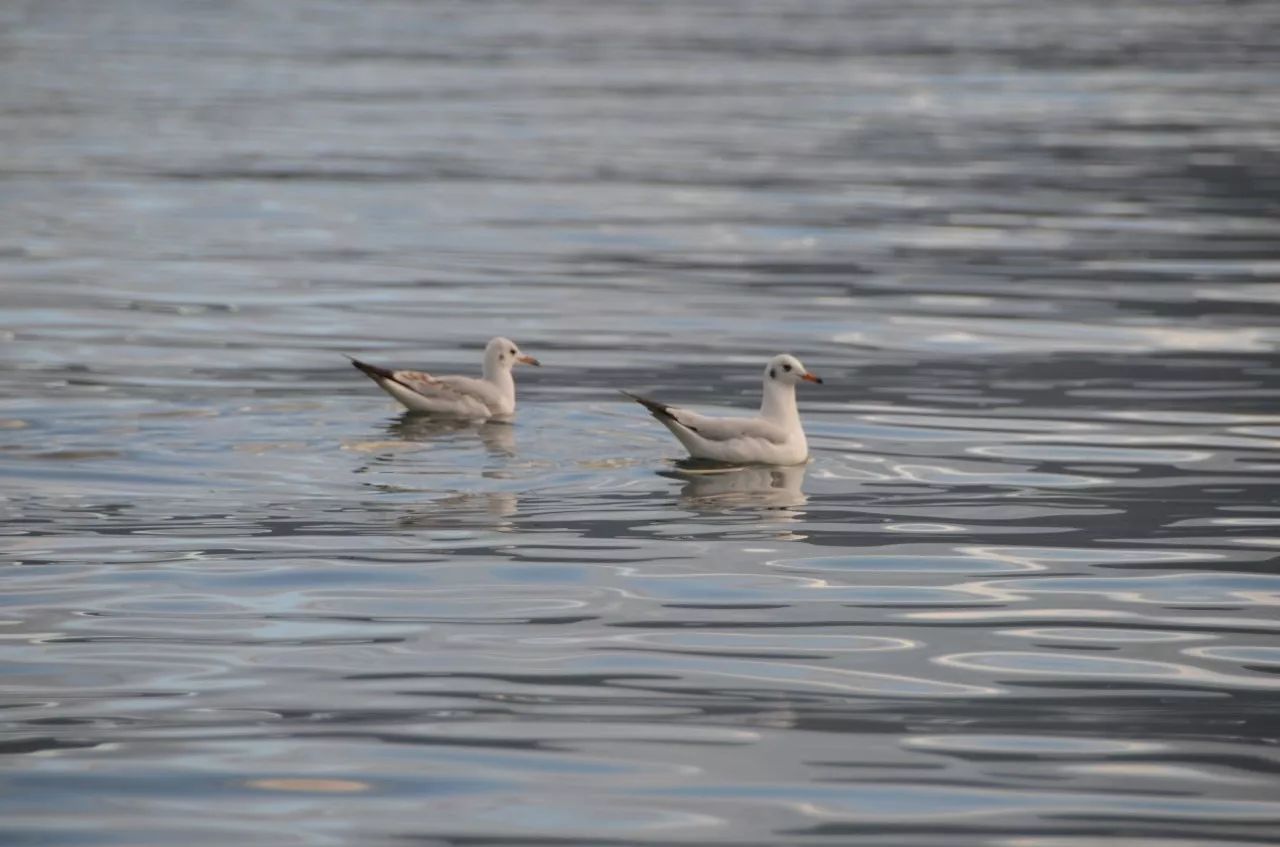 瀘沽湖·野火集，時(shí)光匆忙別錯(cuò)過(guò)年輕的瘋狂