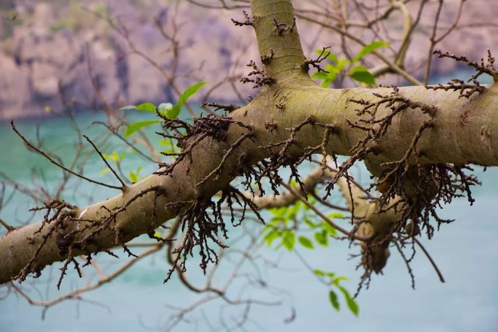 時(shí)光島，一間讓“時(shí)光倒流”300畝獨(dú)島民宿