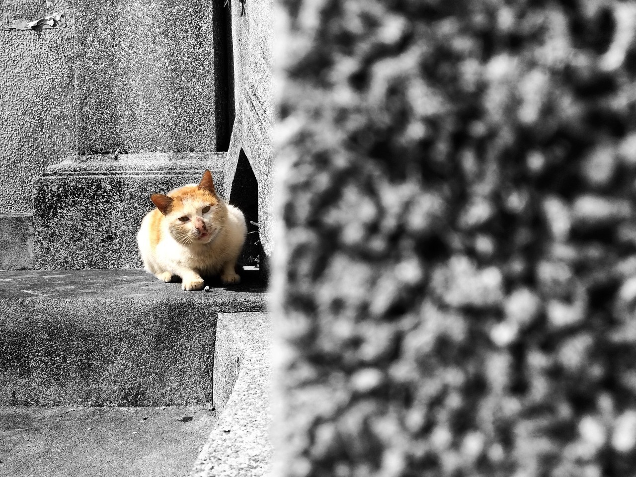 鼓浪嶼·他城一見，生命不息折騰不止