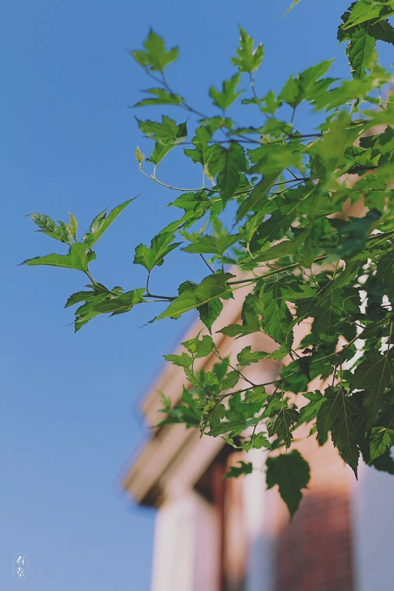 鼓浪嶼·他城一見，生命不息折騰不止