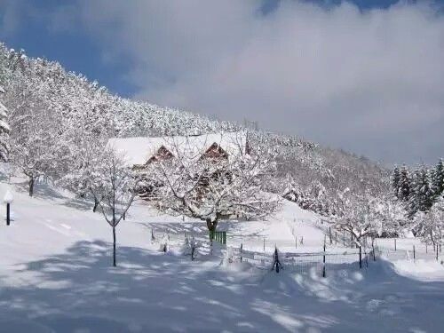 驚呆了，雞窩豬舍馬廄牛棚羊圈變民宿!