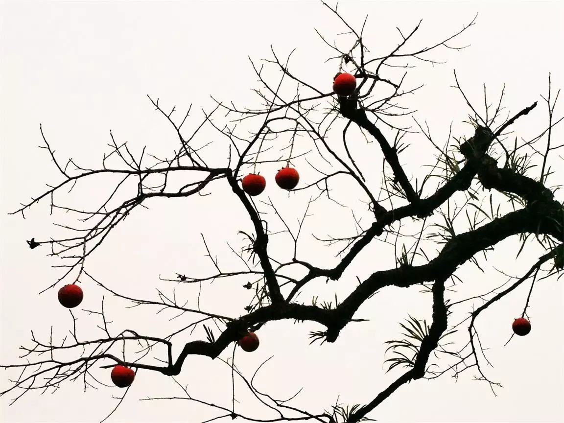 莫干山·趣舍一棵樹，置身山中與山林萬物相連