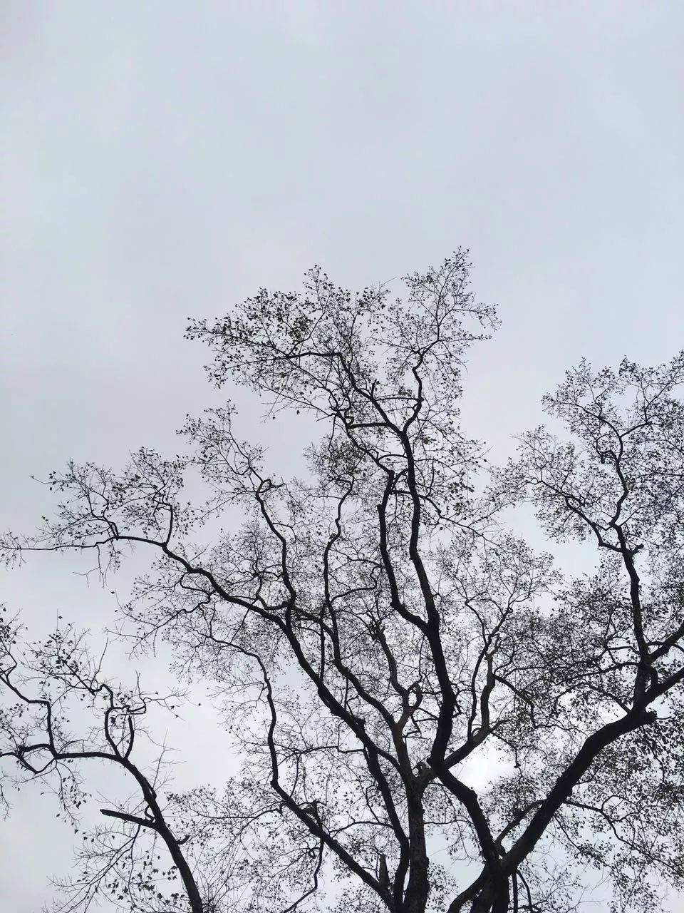 莫干山·趣舍一棵樹，置身山中與山林萬物相連