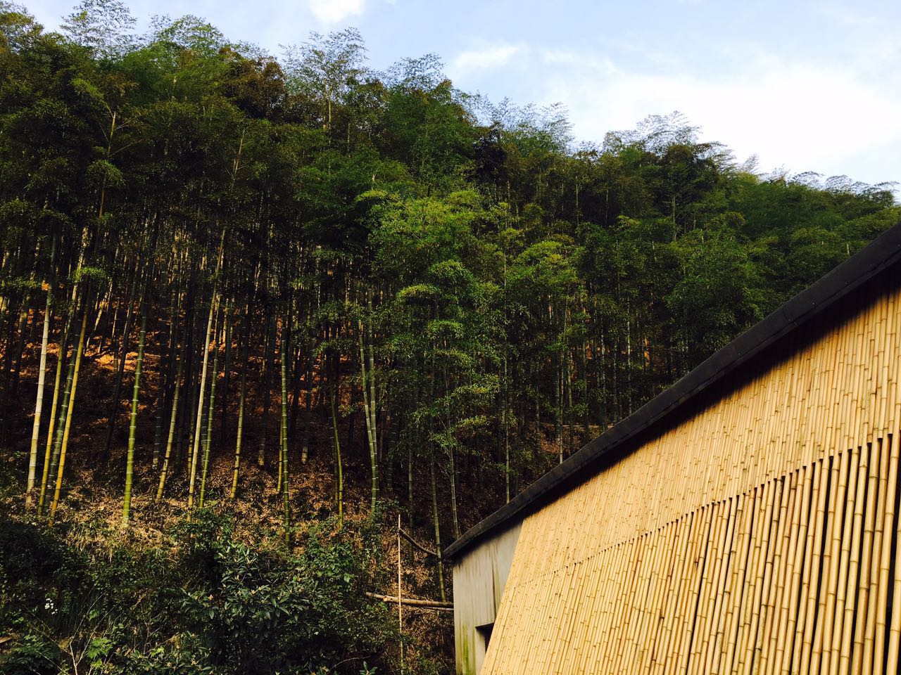 莫干山·趣舍一棵樹，置身山中與山林萬物相連