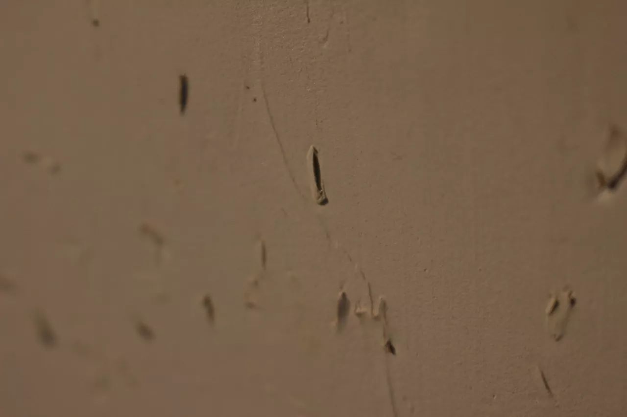 莫干山·趣舍一棵樹(shù)，置身山中與山林萬(wàn)物相連