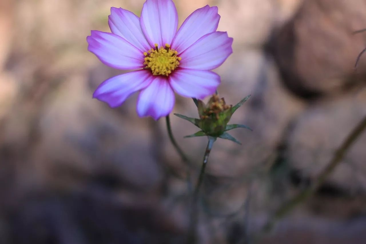 莫干山·趣舍一棵樹(shù)，置身山中與山林萬(wàn)物相連