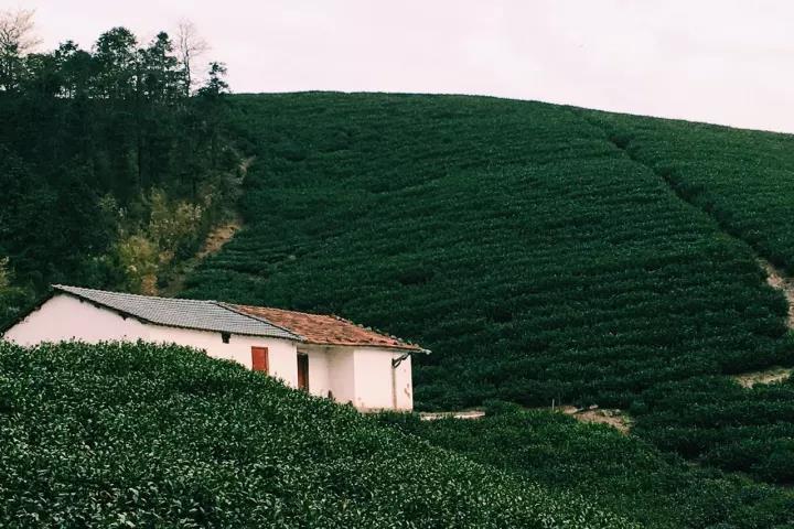 莫干山·趣舍一棵樹，置身山中與山林萬物相連