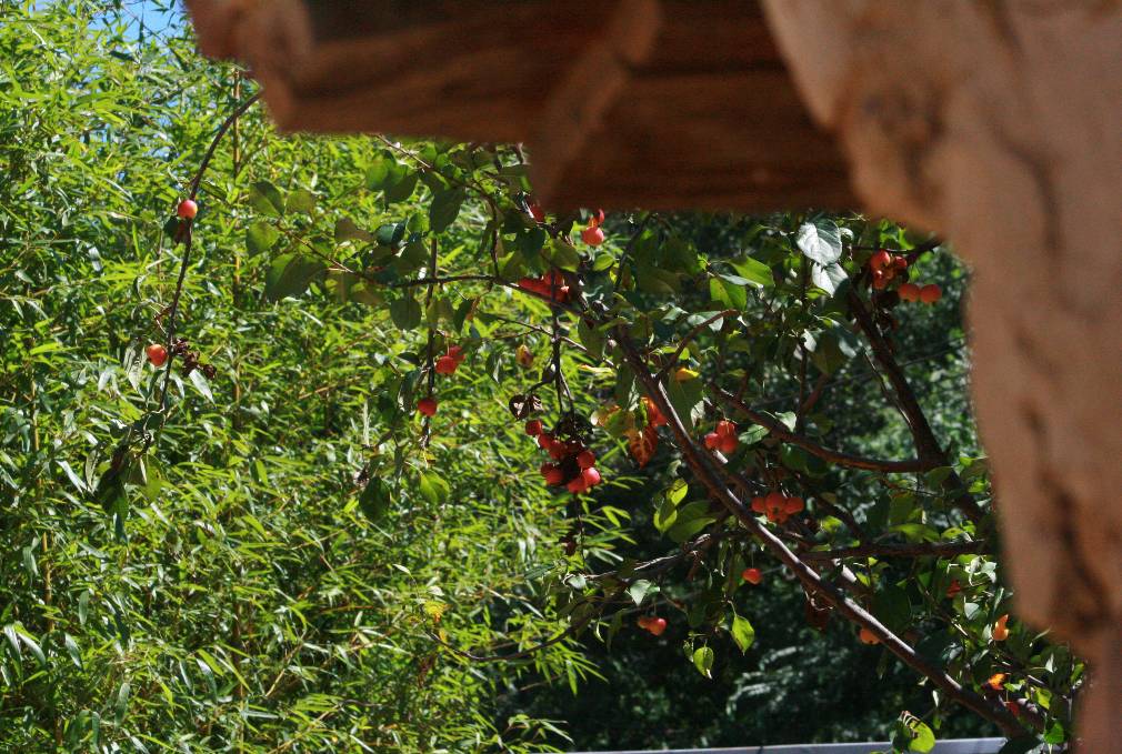 北京·山楂小院，留住最土的鄉(xiāng)味和溫暖的人心