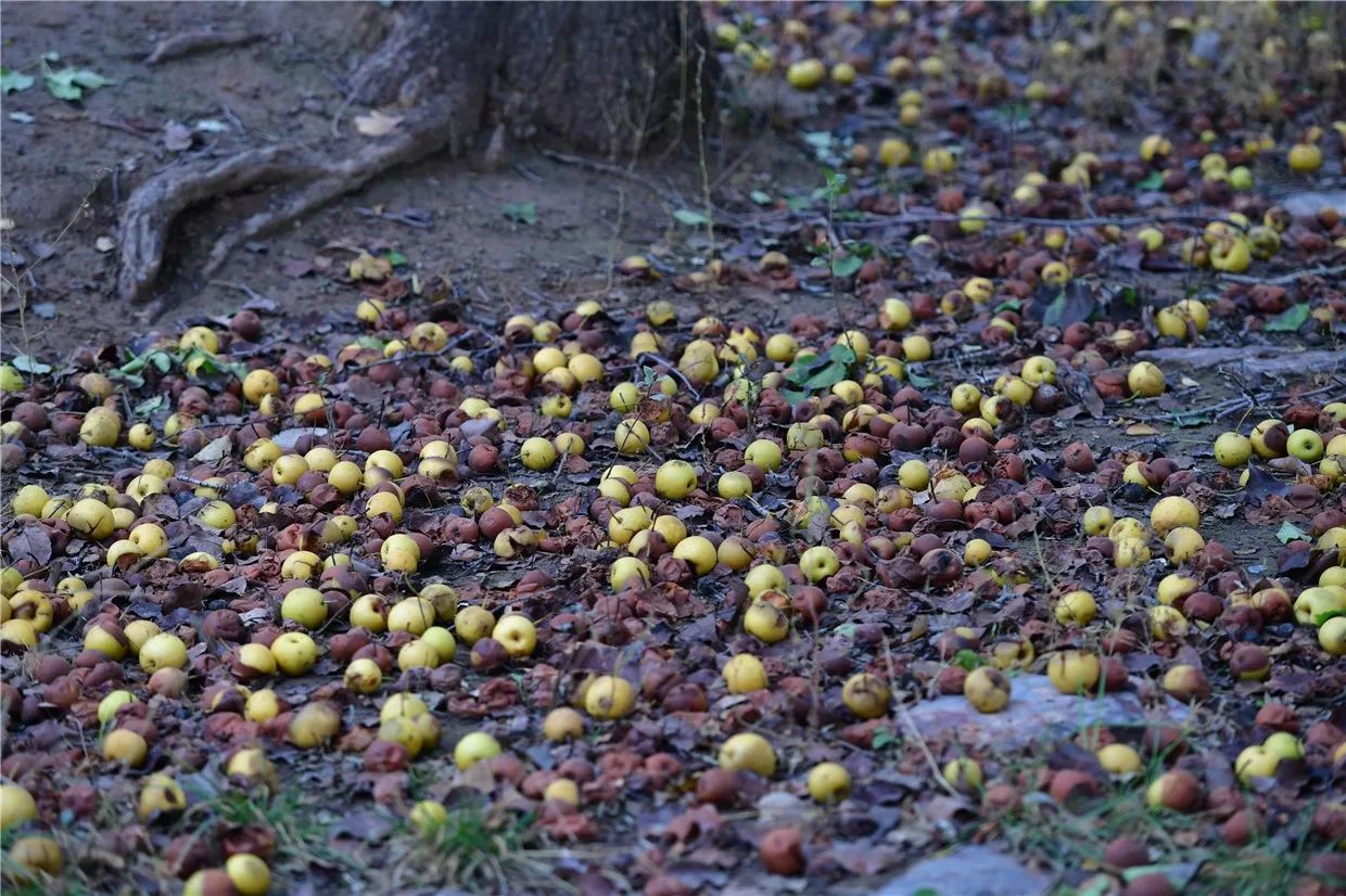 黃河·宿集，你想要的快意江湖就在這里