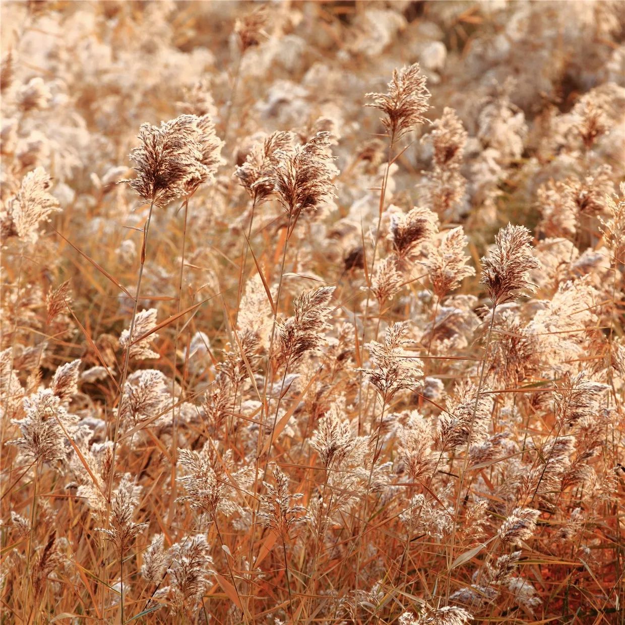 黃河·宿集，你想要的快意江湖就在這里