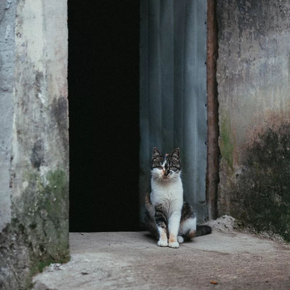 莫干山·三秋美宿，一日不見三秋盼兮