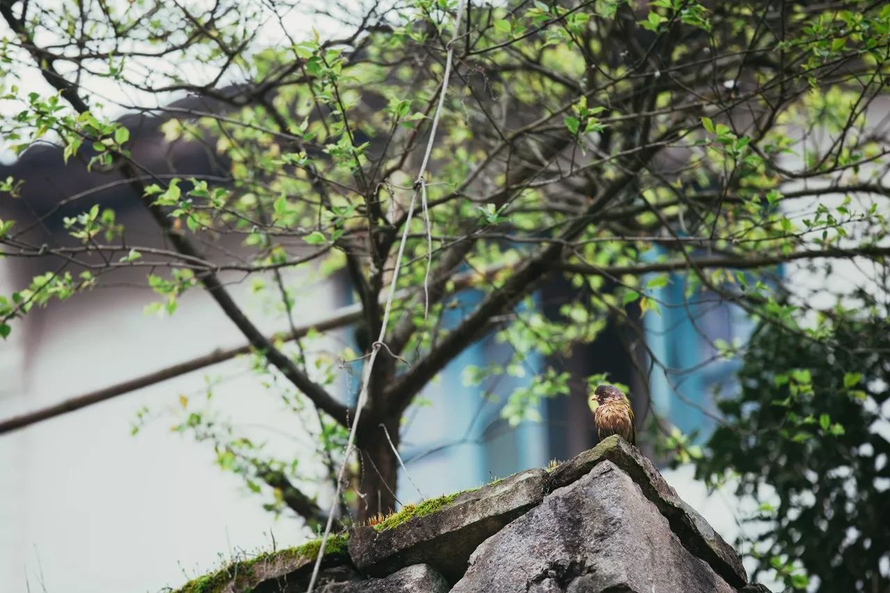 莫干山·三秋美宿，一日不見三秋盼兮