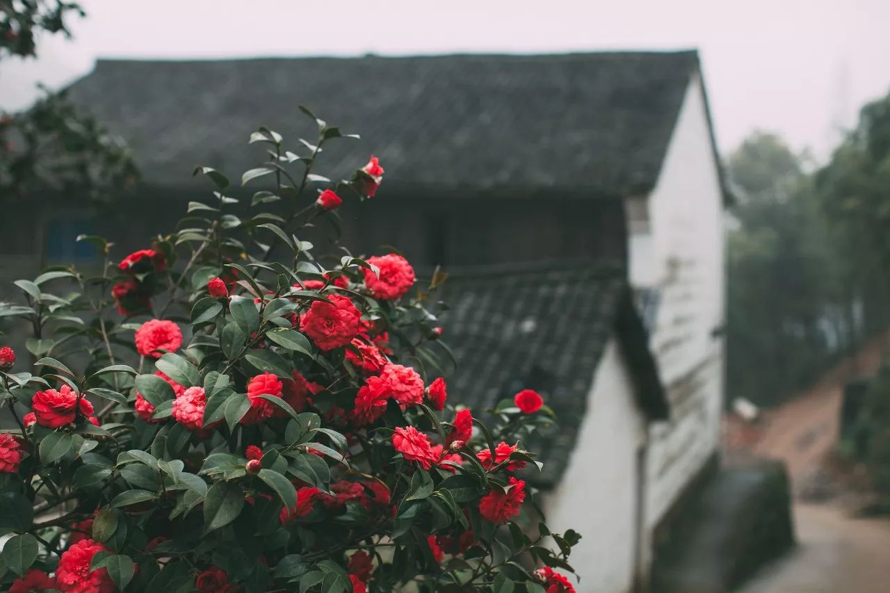 莫干山·三秋美宿，一日不見三秋盼兮