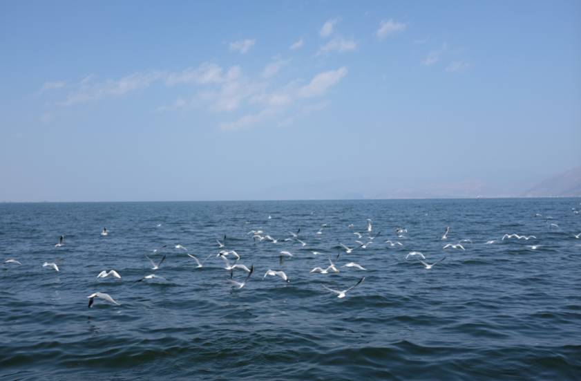 大理古城·果念，按照自己喜歡的方式活著