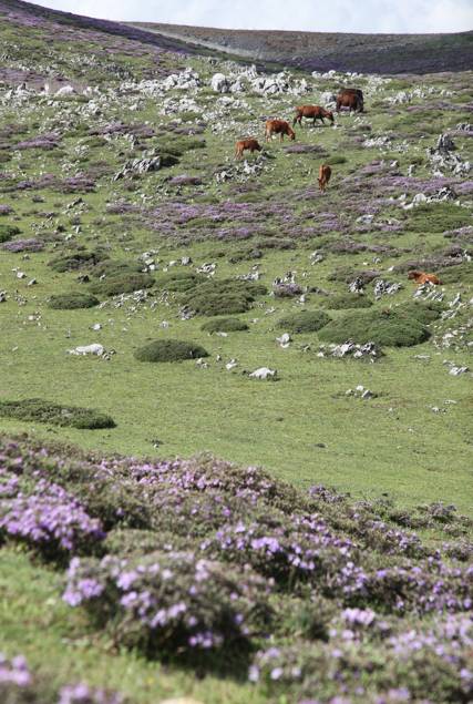 大理古城·果念，按照自己喜歡的方式活著
