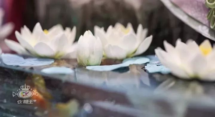 一代糖王，技術(shù)之路沒有終點不忘初心砥礪前行