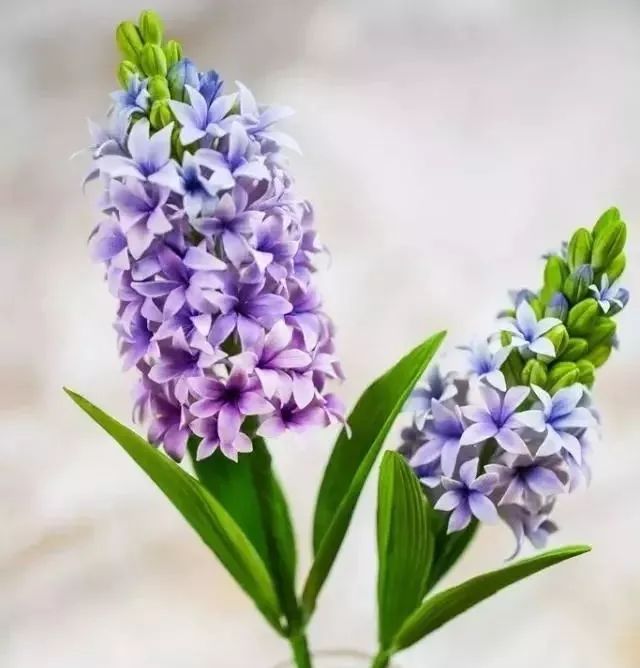 一代糖王，技術(shù)之路沒有終點不忘初心砥礪前行