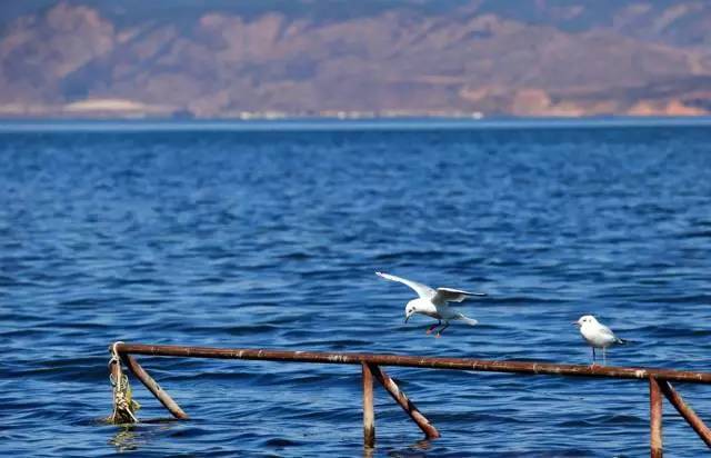 大理洱海·歸心，歸心看海煙雨江南