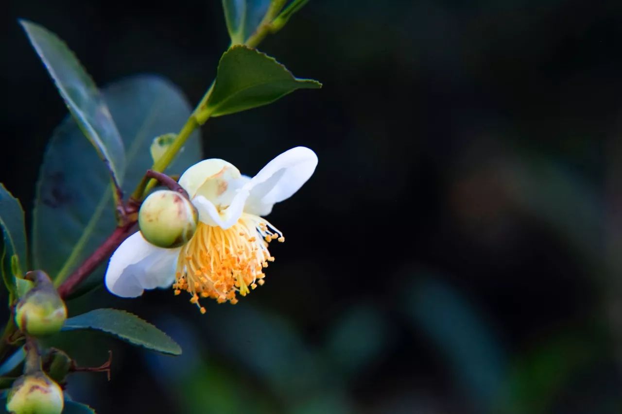 杭州·長(zhǎng)鏡頭，一所電影時(shí)光主題民宿