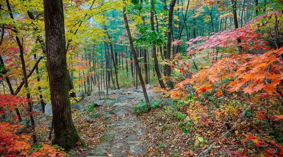 莫干山·西璞，睡進(jìn)梵高的畫里