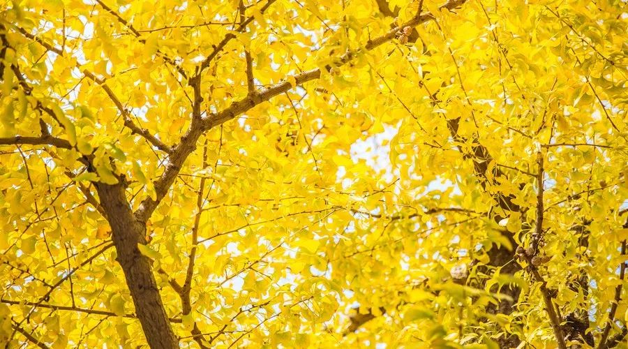 莫干山·西璞，睡進(jìn)梵高的畫里