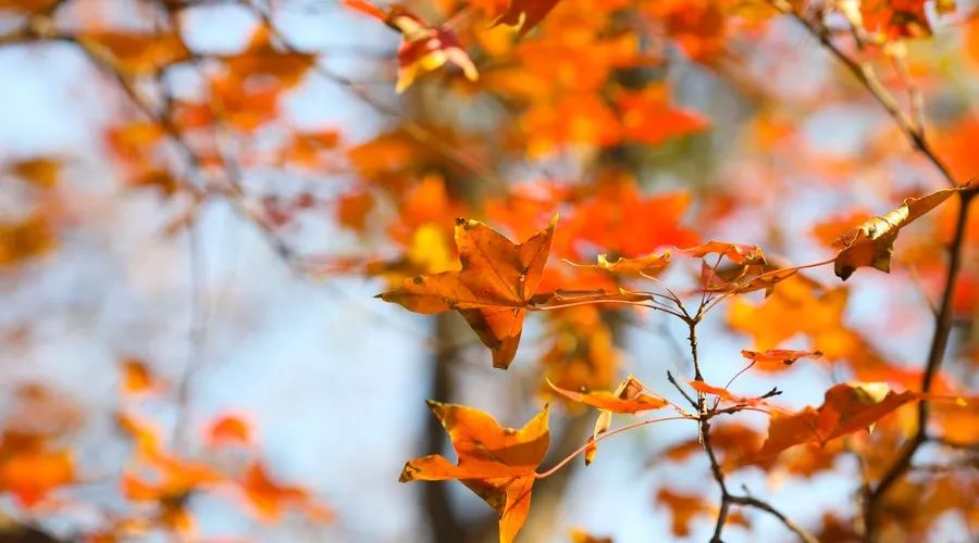 茶隱·喜在山舍，上有茶山下有九溪肆意虛度生活