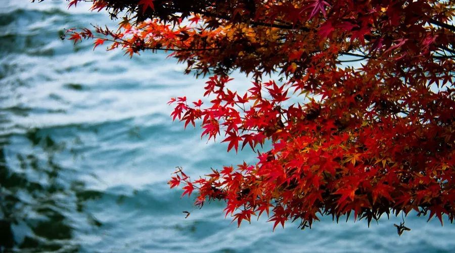 茶隱·喜在山舍，上有茶山下有九溪肆意虛度生活