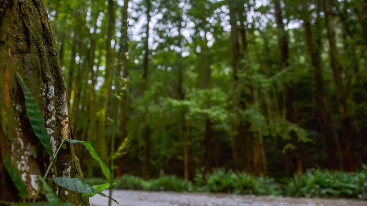 茶隱·喜在山舍，上有茶山下有九溪肆意虛度生活