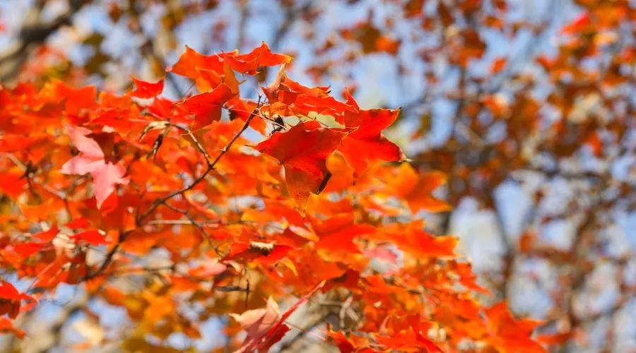 茶隱·喜在山舍，上有茶山下有九溪肆意虛度生活
