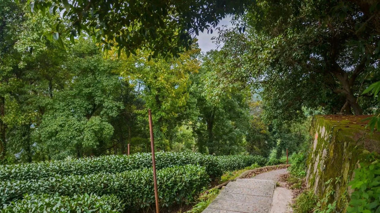 茶隱·喜在山舍，上有茶山下有九溪肆意虛度生活