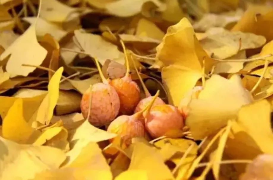 蘇州·泊悅灣，城市鄉(xiāng)村間人們何嘗不是兩棲動物