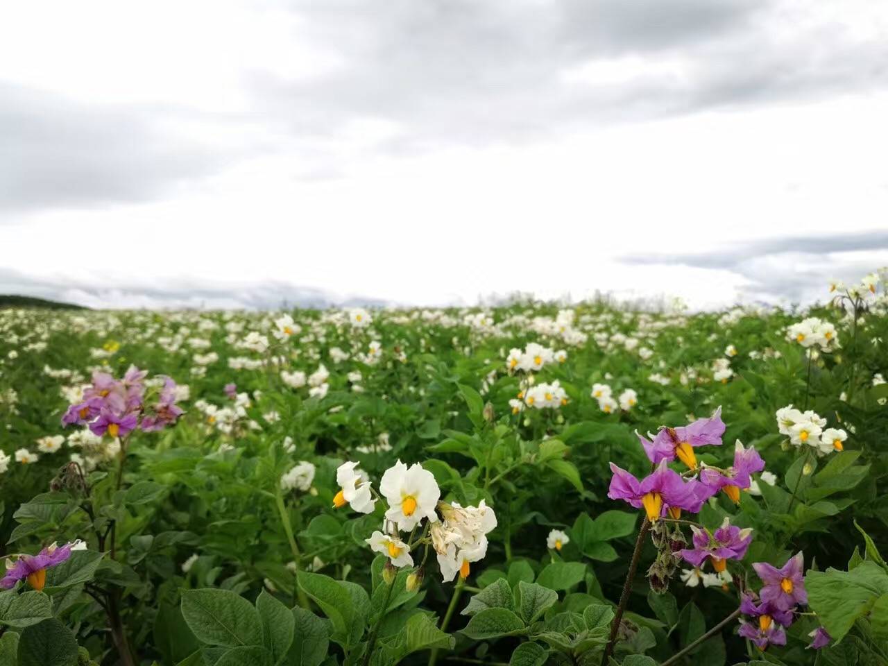 麗江束河·雲(yún)山南，相愛(ài)真的是一種奇跡