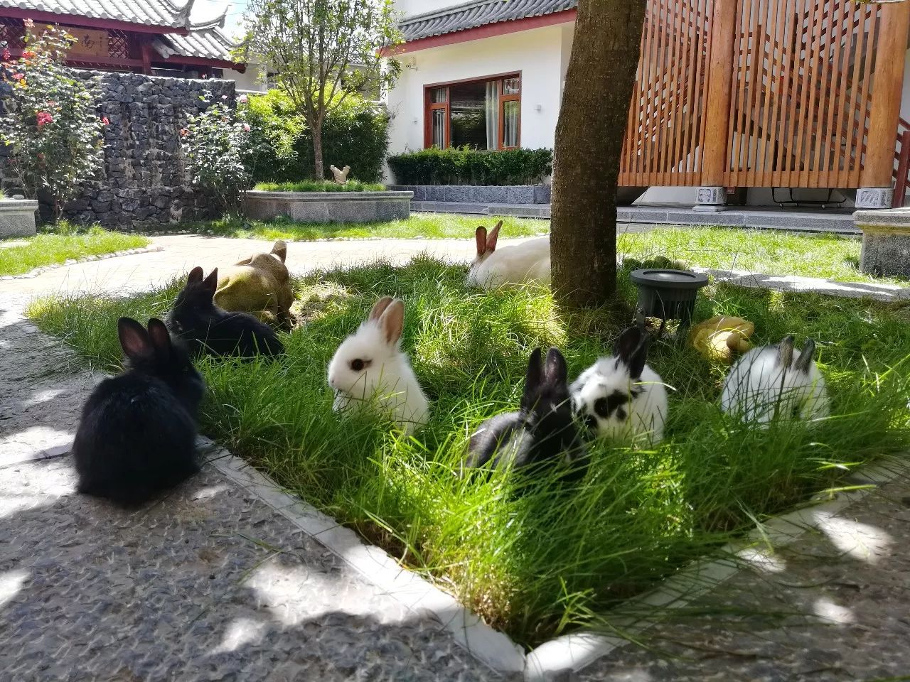 麗江束河·雲(yún)山南，相愛真的是一種奇跡