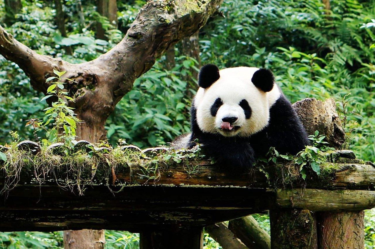 蜀中驛瓦舍旅行酒店，雅安年輕人的「老地方」