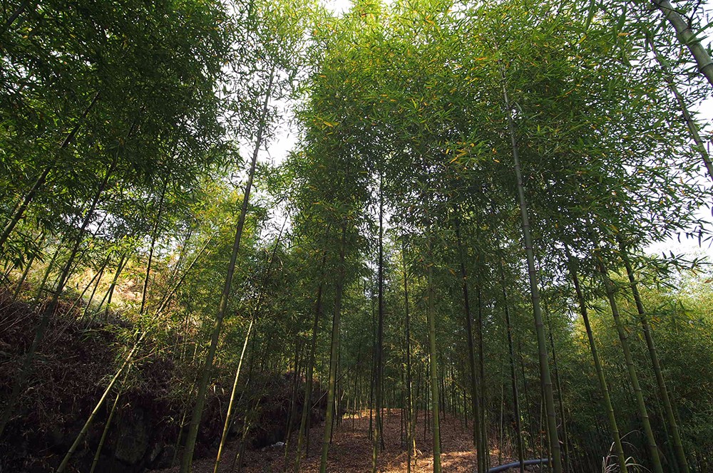 杭州·蓮社溪客，不妥協(xié)的人生才比較有趣