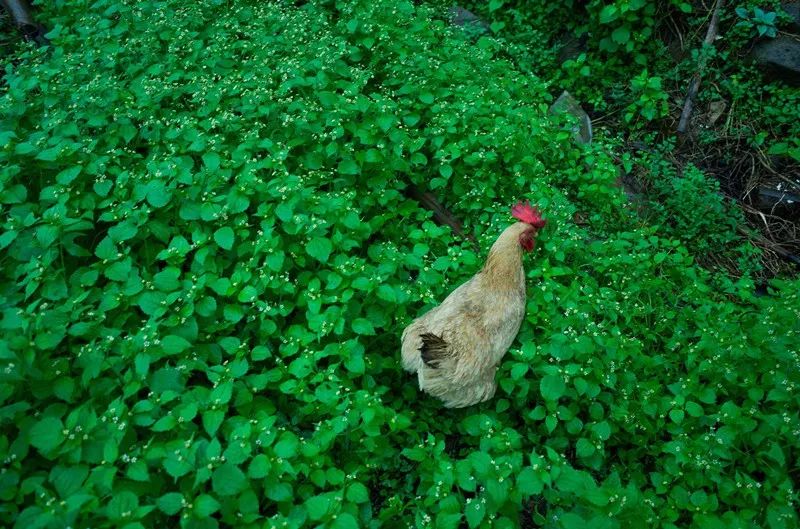 杭州·菩提谷，與你一起私有群山秘境
