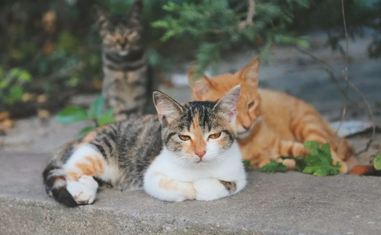 隱南·門東，有著金陵六朝古都的味道