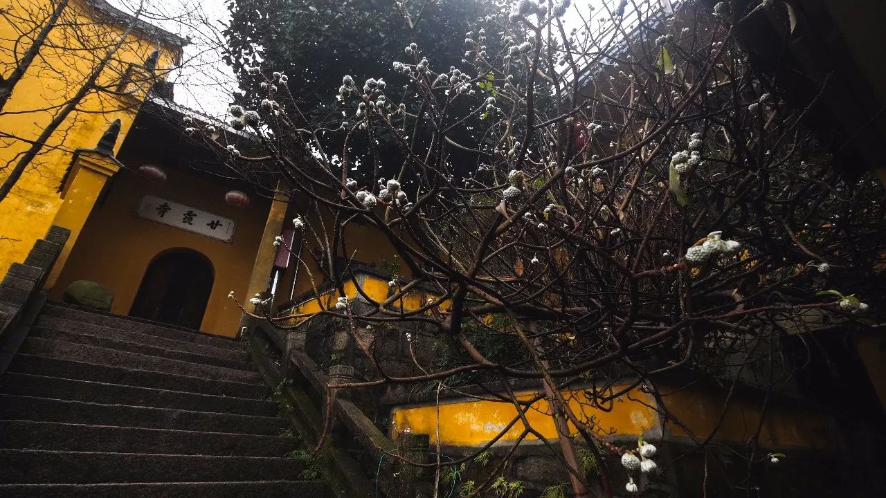 九華山·清竹里，延續(xù)和分享茶文化禪文化