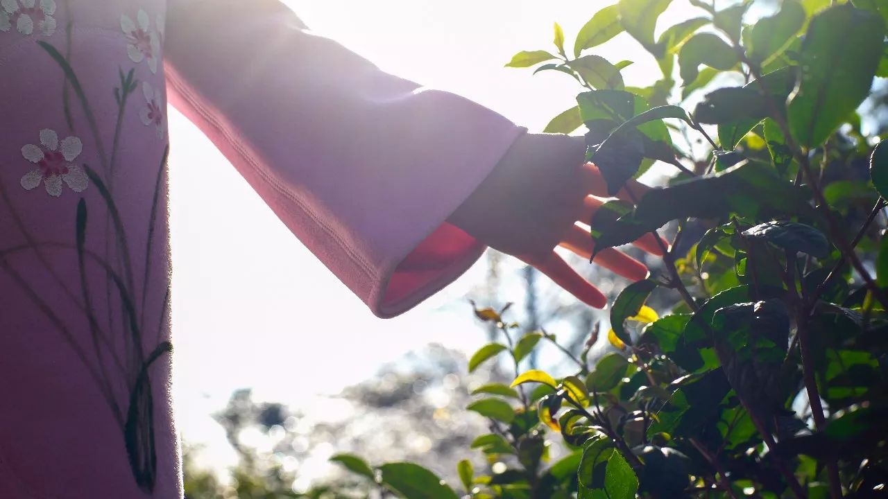 九華山·清竹里，延續(xù)和分享茶文化禪文化