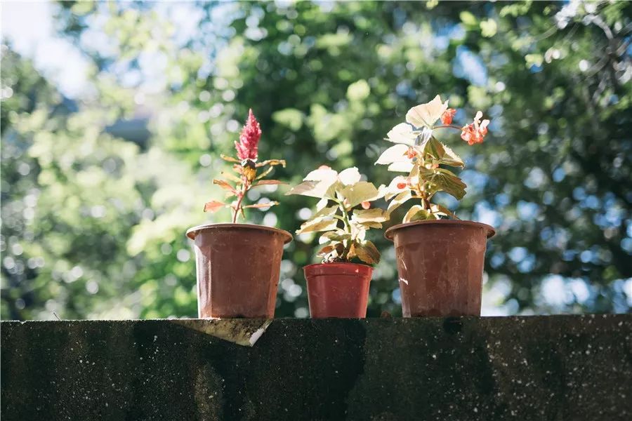 廈門·春草芬芳，體驗(yàn)面朝大海沐浴星辰的愜意芬